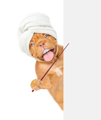 Poster - Happy Mastiff puppy with funny big teeth with towel on ithead looks from behind empty white banner and points on empty space. isolated on white background