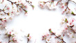 春の桜(さくら)の花の写真のコピースペースのある背景フレーム_白バック