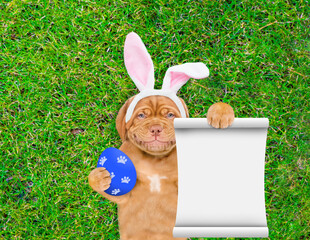 Wall Mural - Smiling Mastiff puppy wearing easter rabbits ears holds painted easter egg and shows empty list and lies on its back on summer green grass. Top down view. Empty space for text