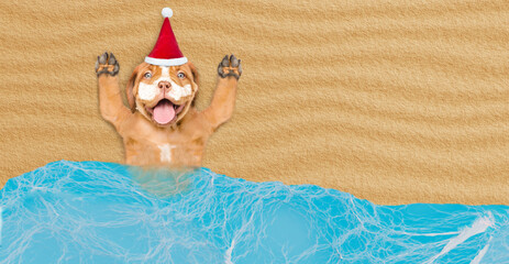 Poster - Happy Mastiff puppy wearing red santa hat with suntan lotion or sun block on it face lying at sunny beach. Empty space for text