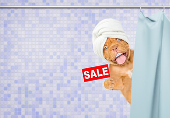 Poster - Funny Mastiff puppy with big fake teeth, with towel on it head looks from behind the shower curtain in the bathroom at home and shows signboard with labeled 