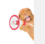 Fototapeta Koty - Happy mastiff puppy with big funny teeth looking from behind empty whie banner and barking into a megaphone. Empty space for text