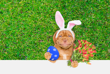 Aufkleber - Happy Mastiff puppy wearing easter rabbits ears holds painted Easter egg and bouquet of tulips. Dog lying on its back on summer green grass. Top down view. Empty space for text