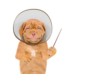 Poster - Smiling Mastiff puppy wearing protective cone collar points away on empty space. Isolated on white background