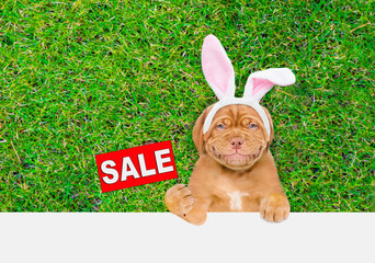 Wall Mural - Smiling Mastiff puppy wearing easter rabbits ears shows signboard with labeled 