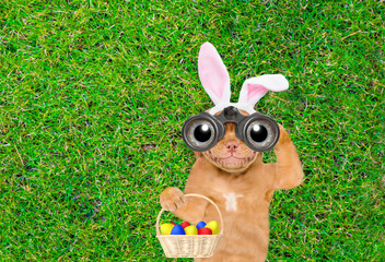 Aufkleber - Happy puppy wearing easter rabbits ears holds basket of painted easter eggs and looks through binoculars on green grass. Top down view