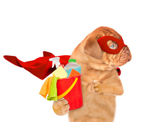 Poster - Funny Mastiff puppy wearing superhero costume holds bucket with washing fluids and looks away on empty space. Isolated on white background