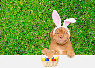 Aufkleber - Smiling Mastiff puppy wearing easter rabbits ears holds basket of painted Easter eggs and looks above empty white banner.  Empty space for text