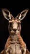a kangaroo close-up portrait looking direct in camera with low-light, black backdrop