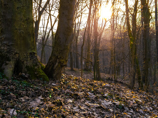 Wall Mural - Late autumn forest at sunset. Fallen leaves under the trees. Sunlight and beautiful colors in the fairy forest.