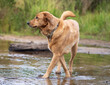© Wirestock - Brown dog strolling along the riverbank toward the water