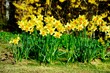 Groups of Spring Daffodils in the sunshine