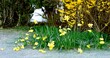 Spring Daffodils next to the road