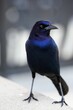 Male Boat-tailed Grackle on the look out for food