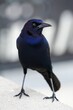 Male Boat-tailed Grackle on the look out for food