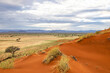 Red sand dunes with green grass on the plain after the first rain