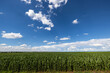 Green maize fields with white clouds and blue skies