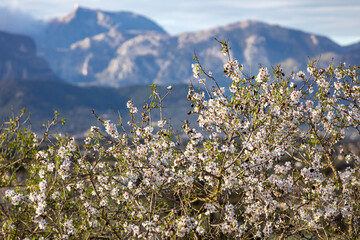 Wall Mural - Blossoming almond tree in front of the Serra de Tramuntana mountain range with Puig Major peak, Majorca, Mallorca, Balearic Islands, Spain, Europe