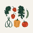 Fresh vegetables collection. Garden scissors and kitchen herbs. Vector illustration