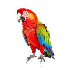 Wall Mural - red and yellow macaw ara