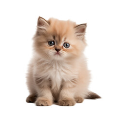  british kitten on white