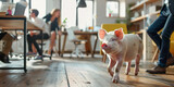 Fototapeta  - Schwein läuft durchs Büro und blickt in die Kamera