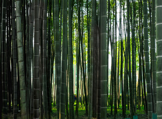  dense natural bamboo forest in Georgia in autumn