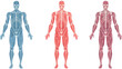 Human body anatomy vector illustration isolated On White