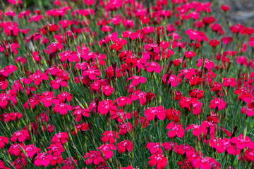 Wall Mural - Bright pink Dianthus flowers background. Macro shot of vibrant pink carnations (Dianthus caryophyllus) in the garden.