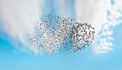 Poster - Beautiful large flock of starlings - The natural phenomenon 
