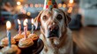 An adorable dog wearing a birthday hat sits expectantly before a set of cupcakes with lit candles, symbolizing celebration and joy