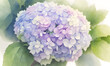 hydrangea flowers in bloom on branches in garden. Bouquet of flower watercolor painting. Beautiful flower. Lovely flower. Branch of hydrangea flower bouquet . Banner.