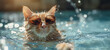 A cute cat swims in the pool on a warm sunny day. Funny summer vibe concept banner.