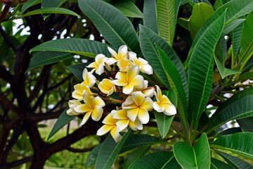 Wall Mural - White and yellow frangipani flowers (Plumeria obtusa) on tropical garden