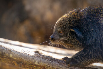 Wall Mural - gros plan sur un binturong appelé aussi 