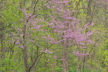 Wall Mural - Landscape of a spring forest with redbud in bloom, Kalamazoo River, Michigan, USA 