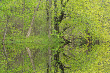Wall Mural - Spring landscape of the shoreline of the Kalamazoo River with mirrored reflections in calm water, Michigan, USA 