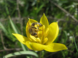 Fototapeta Kosmos - Bee on wild yellow tulip