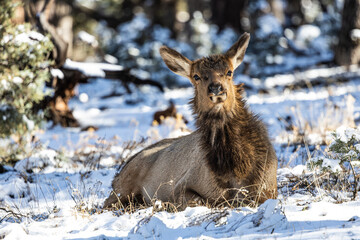 Wall Mural - An elk resting on the ground in a winter wonderland