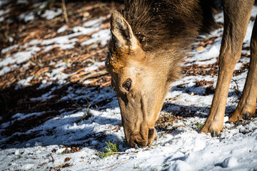 Wall Mural - Close up of the head of an elk in a winter landscape