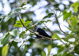 Wall Mural - Blue Seychelles pigeon on a tree in natural conditions in Seychelles