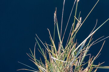 Poster - close up of reeds in the morning