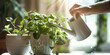 Hand with a white ceramic watering can is watering indoor plant with green leaves in a pot, sunny, cozy interior.
