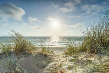 Wall Mural - sunny day at the beach