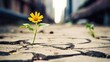 A lonely yellow flower grows from a crack in the asphalt road. Neutral blurred background. Place for text.