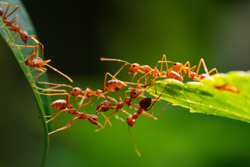 Wall Mural - Ant action standing. Ant bridge unity team, Concept team work together