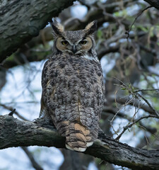 great horned owl in tree