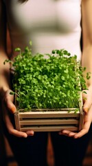 Wall Mural - Close-up of a woman's hands holding a box with a growing microgrowth. Agribusiness, growing organic eco-products, City Farmer, Healthy Lifestyle, Nutrition, Food. Vegetarian concepts.