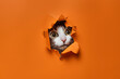 © Miguel - Portrait of cute cat breaking through hole in orange paper background