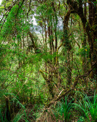 Sticker - Puracé National Park, Colombia